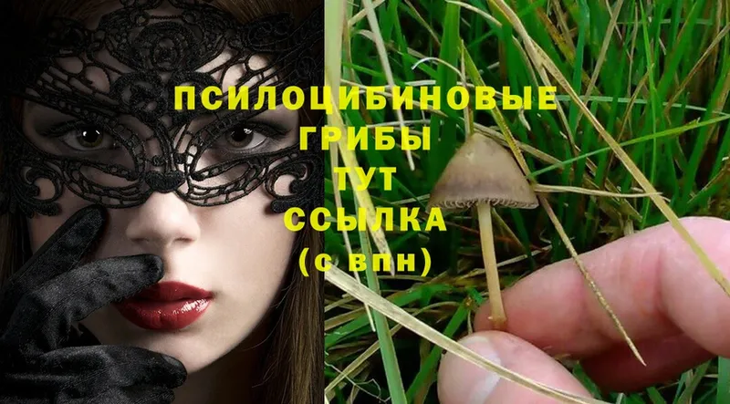 Галлюциногенные грибы Psilocybe  мега как войти  Калач 